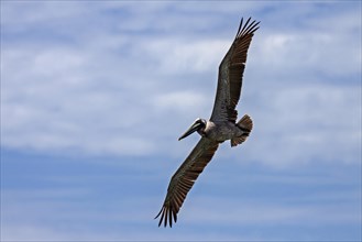 Brown Pelican (Pelecanus occidentalis) in flight