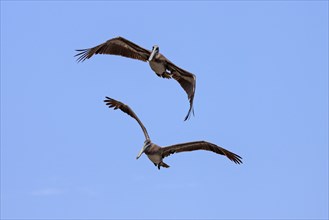 Two Brown Pelicans (Pelecanus occidentalis) in flight