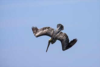 Brown Pelican (Pelecanus occidentalis) in dive
