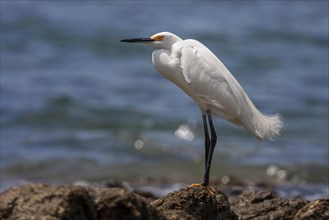 Snowy egret (Egretta thula) stands on rocks by the water
