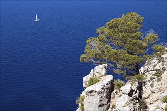 Aleppo Pine (Pinus halepensis) grows on a rock in front of blue sea
