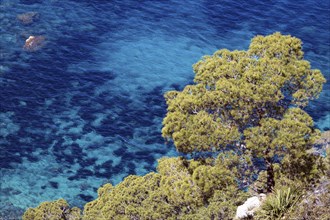 Aleppo Pine (Pinus halepensis) grows on a rock in front of turquoise sea