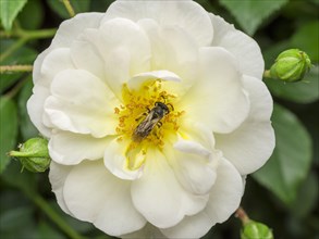 White Rose Blossom with Dasypoda hirtipes (Dasypoda hirtipes)