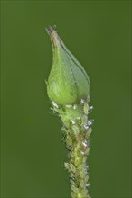 Rose bud with Aphids (Aphidoidea)