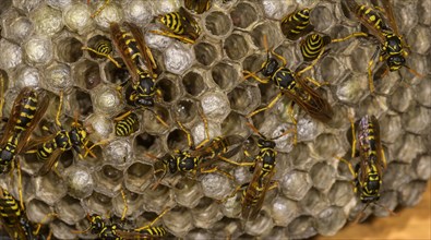 European Paper Wasp (Polistes dominula) and Nest