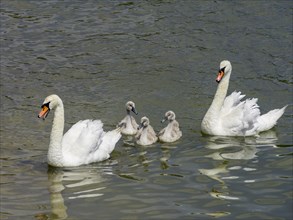 Mute swans (Cygnus olor) Animal family with chicks