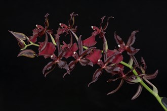 Blossoming Hybrid Orchid Cambria