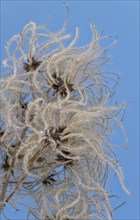 Fruit stands of the traveller's joy (Clematis vitalba) with hoar frost in front of a blue sky