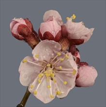 Branch with Apricot blossoms (Prunus armeniaca)