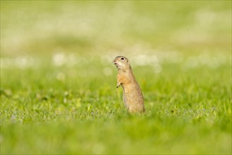 Ground squirrel (spermophilius citellus) stands alertly in flower meadow