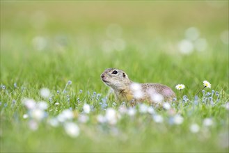 Ground squirrel (spermophilius citellus) in flower meadow