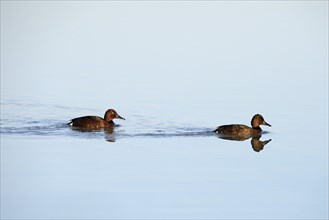 Ferruginous Ducks (Aythya myroca)
