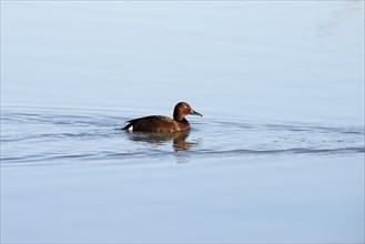 Ferruginous Duck (Aythya myroca) swimming in the lake