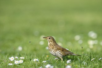 Song Thrush (Turdus philomelos) in flower meadow