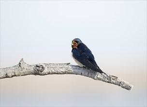 Barn Swallow (Hirundo rustica) sitting on branch