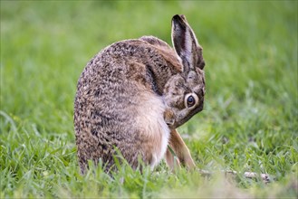 Hare (Lepus europaeus) brushing