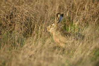 Hare (Lepus europaeus) sitting in tall grass