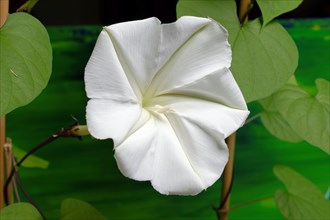 Tropical white morning-glory (Ipomoea alba)