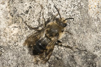 Common mourning-bee (Melecta albifrons) sunbathing on wall