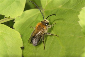 Scarce long-horned bee (Eucera nigrescens) sunbathing