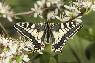 Old World swallowtail (Papilio machaon) on flowering blackthorn (Prunus spinosa)