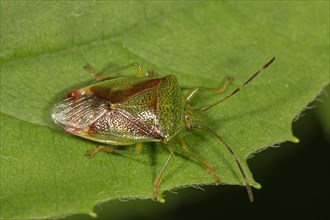 Hawthorn Shield Bug (Acanthosoma haemorrhoidale) on leaf