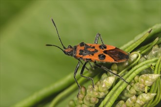 Scentless plant bug (Corizus hyoscyami) Baden-Wurttemberg