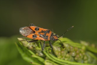 Scentless plant bug (Corizus hyoscyami) Baden-Wurttemberg