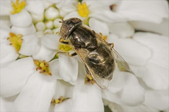Hoverfly (Eristatinus sepulchralis) on flower