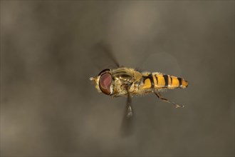 Hverfly (Episyrphus balteatus) in flight