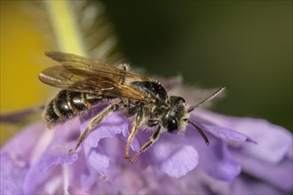 Banded Dark-Bee (Stelis punctulatissima) on Field Scabious (Knautia arvensis)