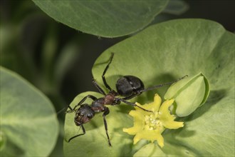 Red Wood Ant (Formica rufa) on flower of Wood Spurge (Euphorbia amygdaloides)