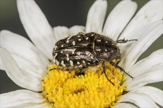 Shaggy flower beetle (Tropinota hirta) eats flower pollen of a daisy (Leucanthemum maximum)