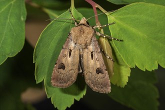 Heart and dart (Agrotis exclamationis) on a leaf