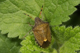 Tree bug (Peribalus strictus) on leaf of a Nettle (Urtica)