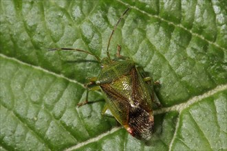 Hawthorn shield bug (Acanthosoma haemorrhoidale) on a leaf