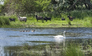 Pond with swan (Cygnus sp.) and mallards (Anas platyrhynchos)