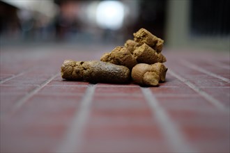 Dog feces on road