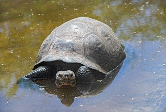 Galapagos giant tortoise (Chelonoidis nigra ssp) in the water