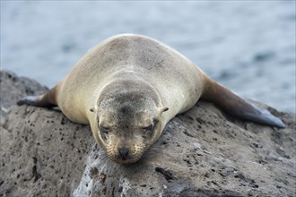 Galapagos sea lion (Zalophus wollebaeki)
