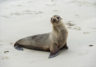 Galapagos sea lion (Zalophus wollebaeki)