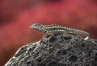 Floreana lava lizard (Microlophus grayii)