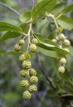 Fruit stand of Buttonwood (Conocarpus erectus)