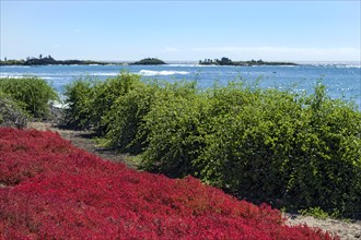 Red Galapagos Carpet Weed (Sesuvium edmonstonei)