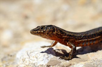 Dragonera's Wall Lizard (Podarcis lilfordi Giglioli)