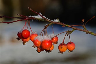 Red ornamental apples (Malus hybrid) with snow