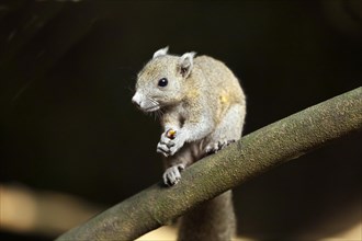 Grey-bellied squirrel (Callosciurus caniceps) with food