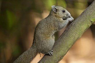 Grey-bellied squirrel (Callosciurus caniceps)