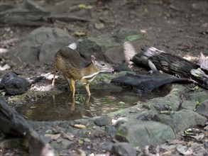 Lesser mouse-deer or kanchil (Tragulus kanchil) at waterhole
