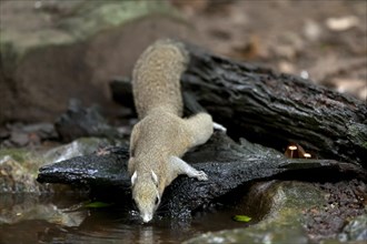Grey-bellied squirrel (Callosciurus caniceps) drinking